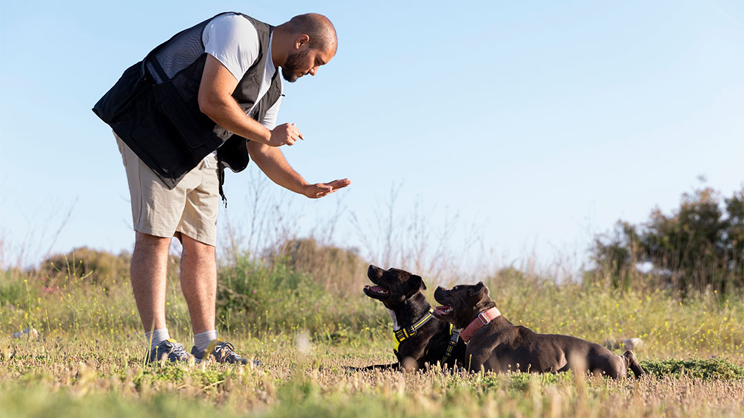 las razas de perro más obedientes