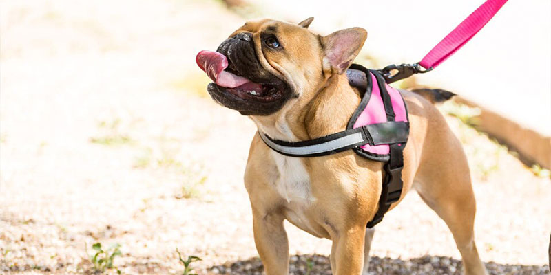 arneses para perros en navidad