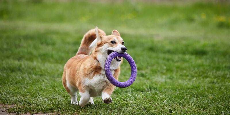 pelotas y lanzadores para perros en navidad