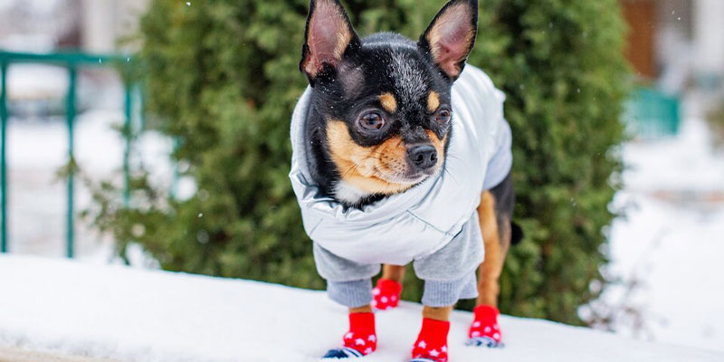 ropa calentita de navidad da perros