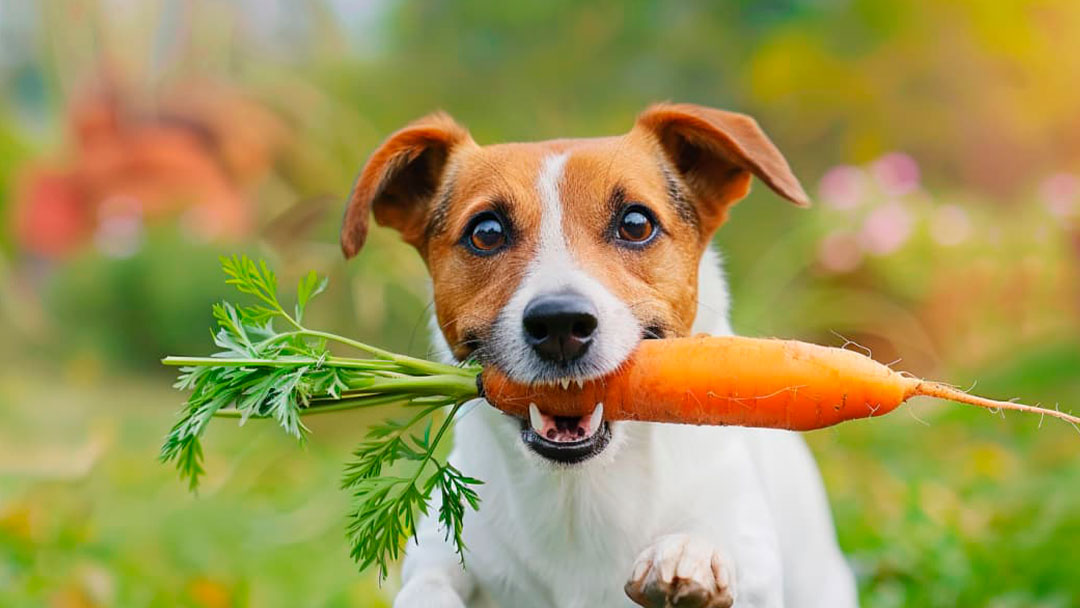 verduras que pueden comer los perros